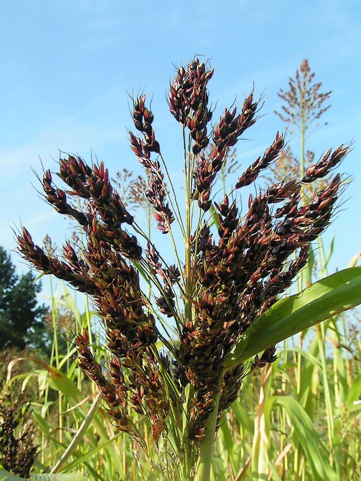 Čirok