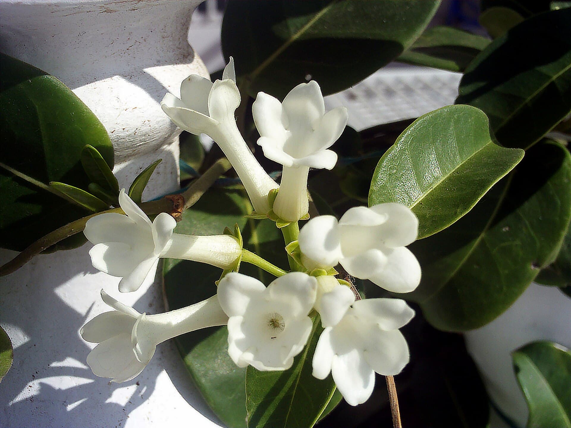 Stephanotis