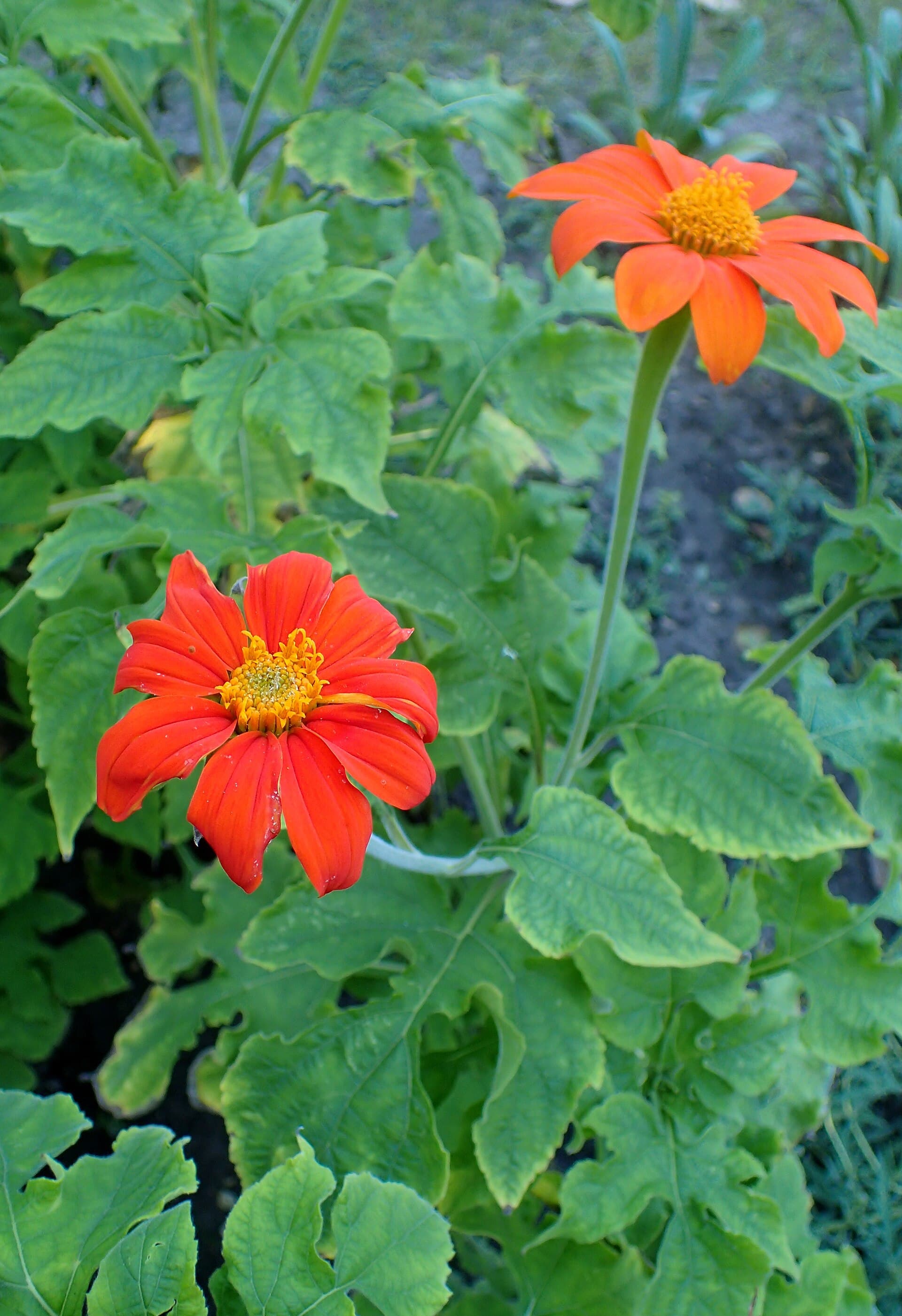 Tithonia