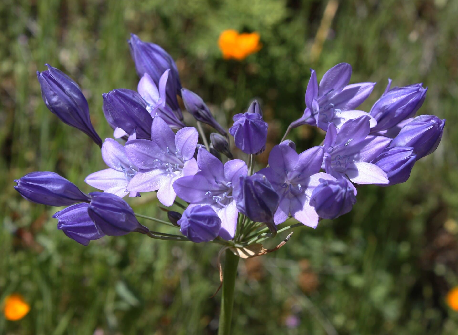 Triteleja