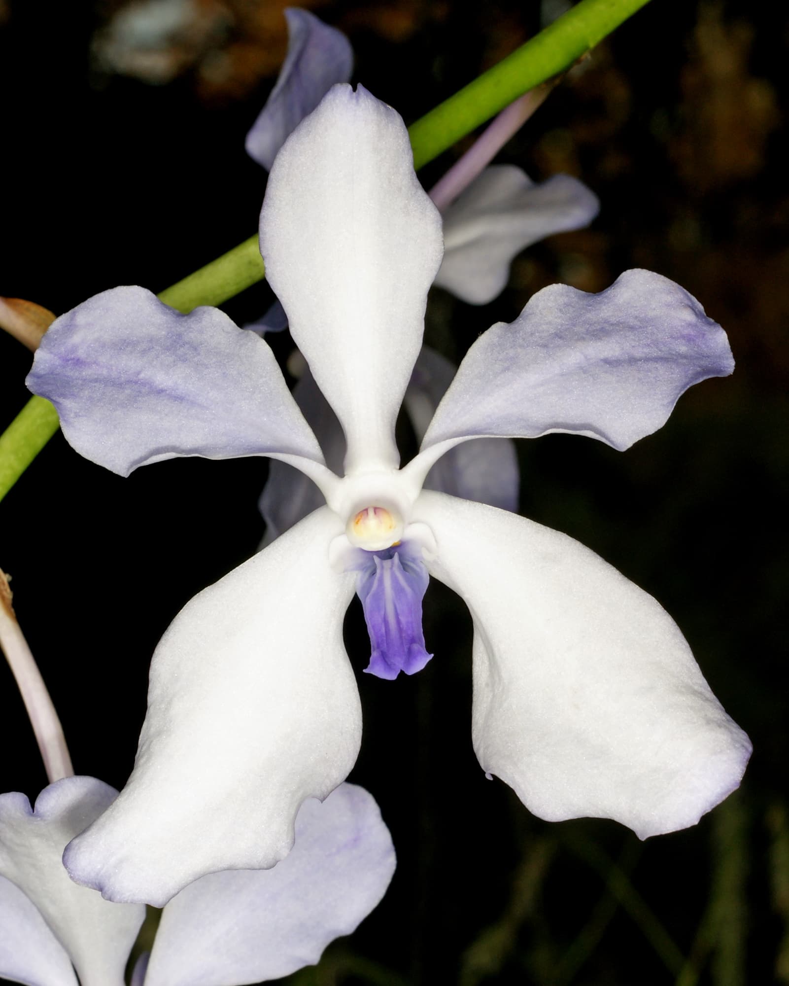 Vanda Orchidej