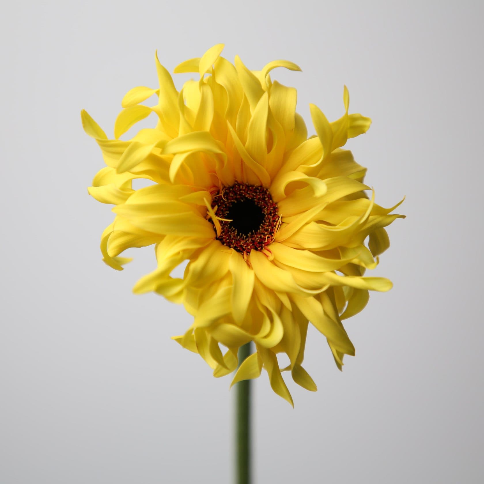 Gerbera