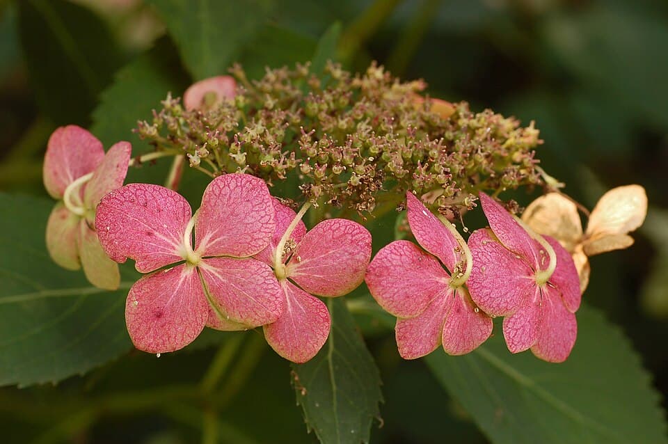 Hortensia — la plus grosse tête de la fleuristerie commerciale, et la plus assoiffée