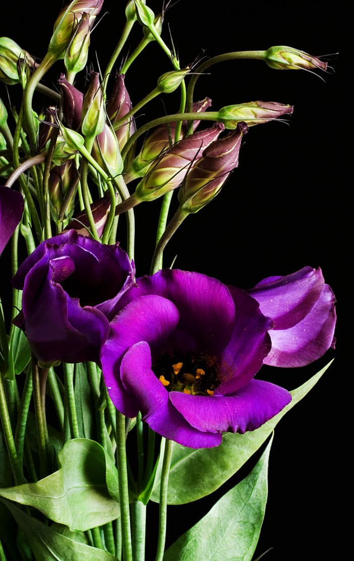 Jícnovka (lisianthus)