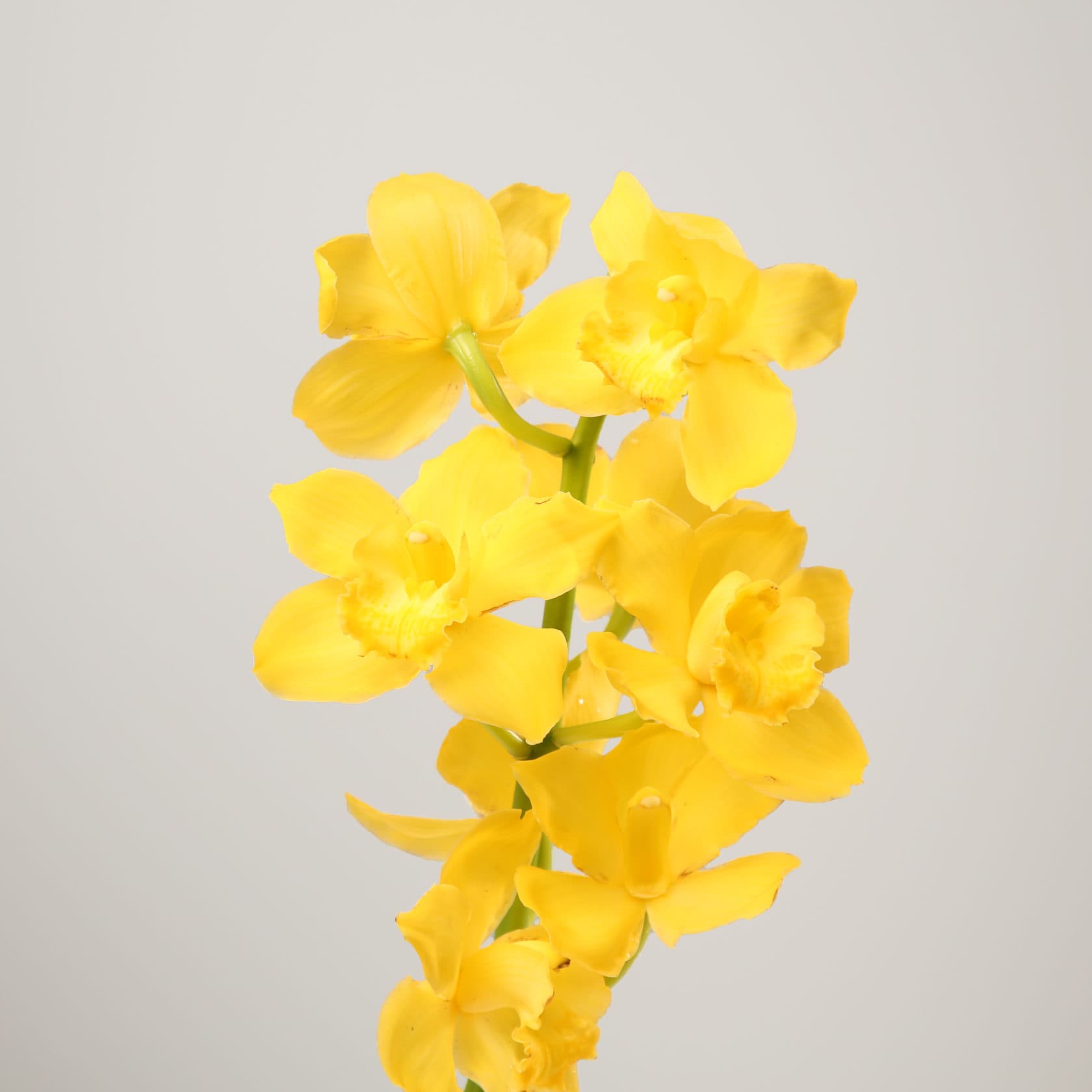 Cymbidium orchidej