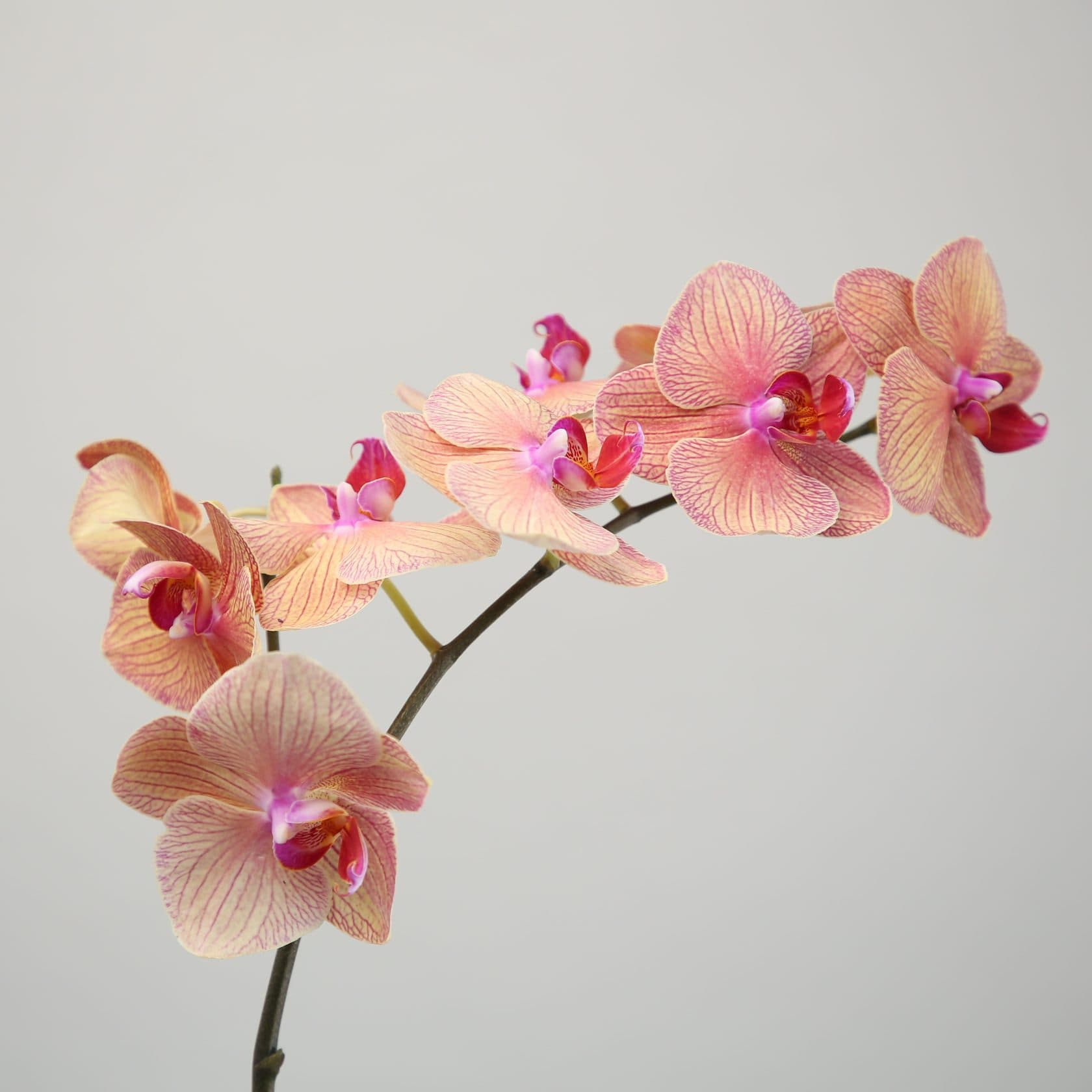 Orquídeas blancas — significado