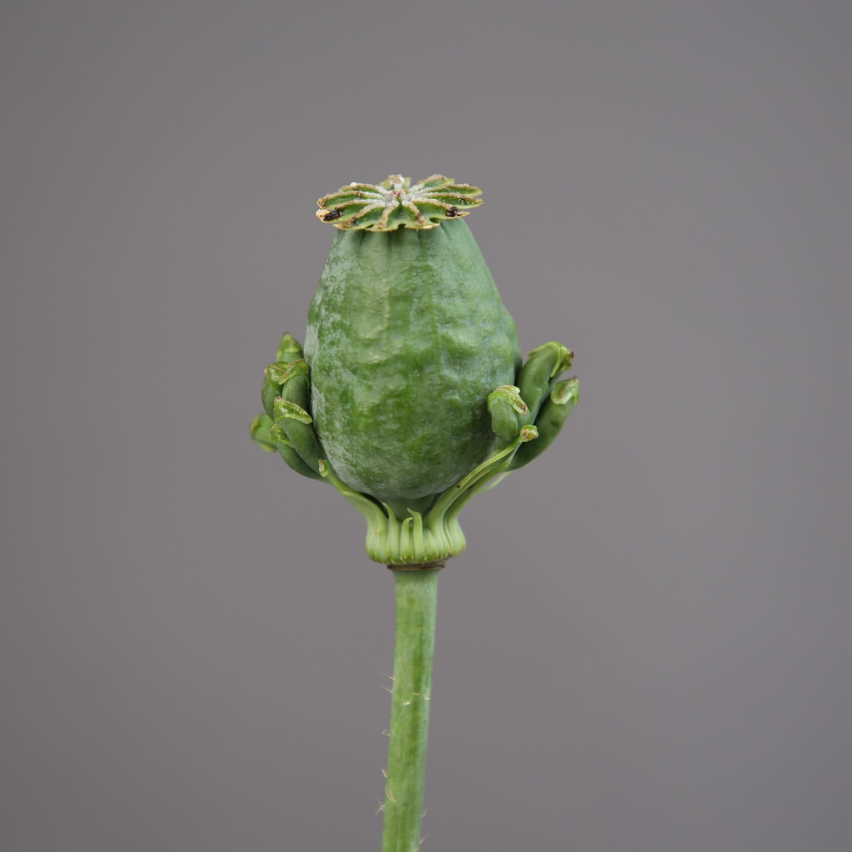 Amapola