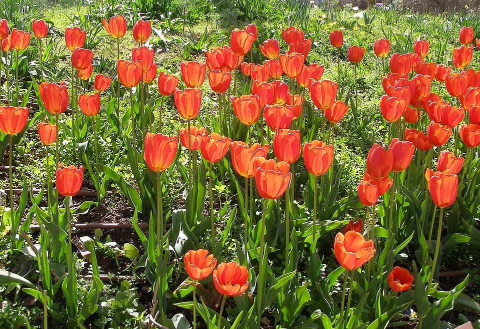 Tulipán