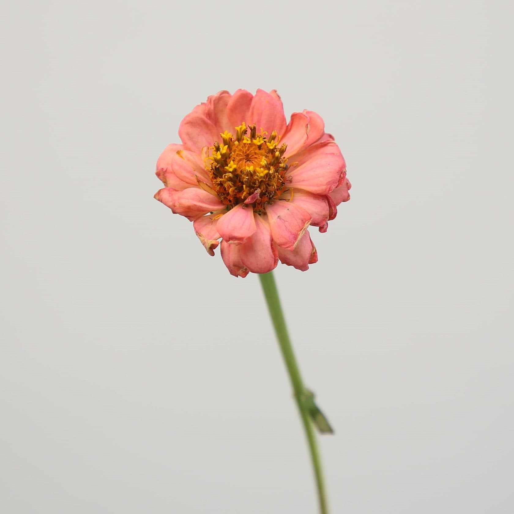 Zinnia