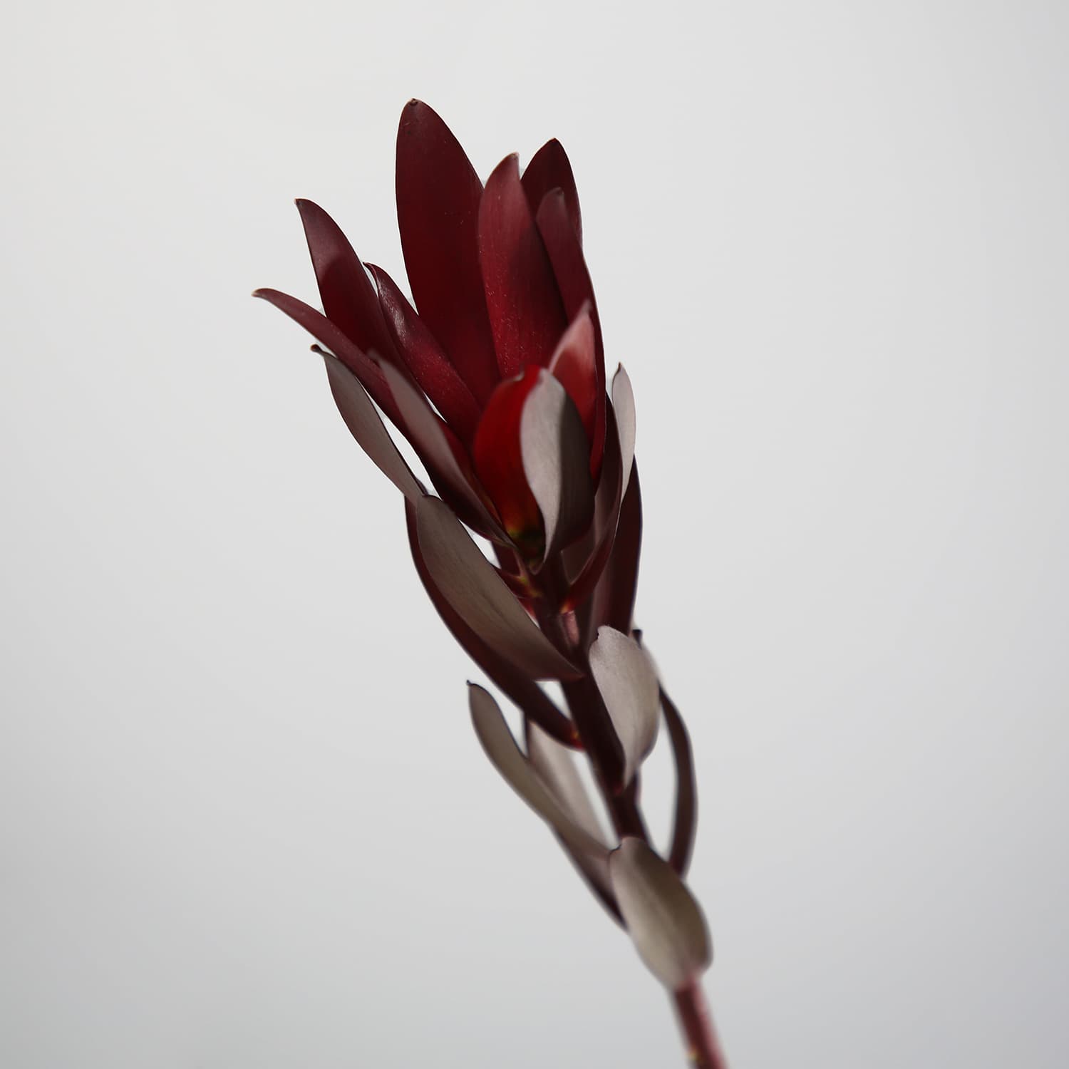 Leucadendron ‘Sunset’ — material de haste firme e cor saturada, exatamente do tipo que permite a uma guirlanda funcionar o dia inteiro exposta
