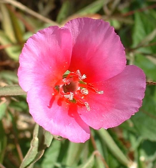 Godetia