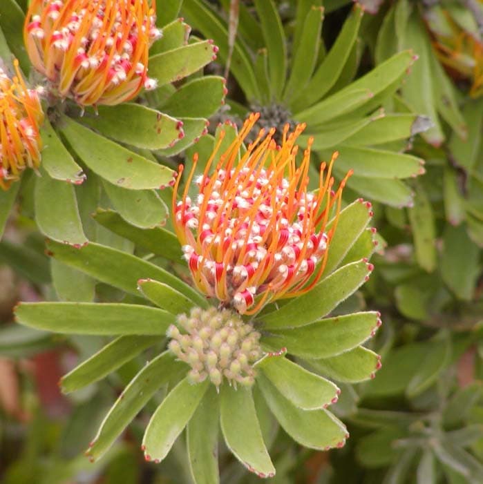 Protea-alfineteira