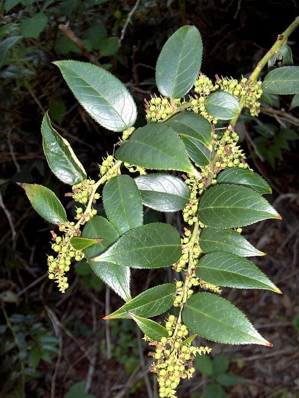 Leucotoe