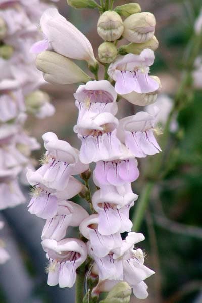 Penstemon