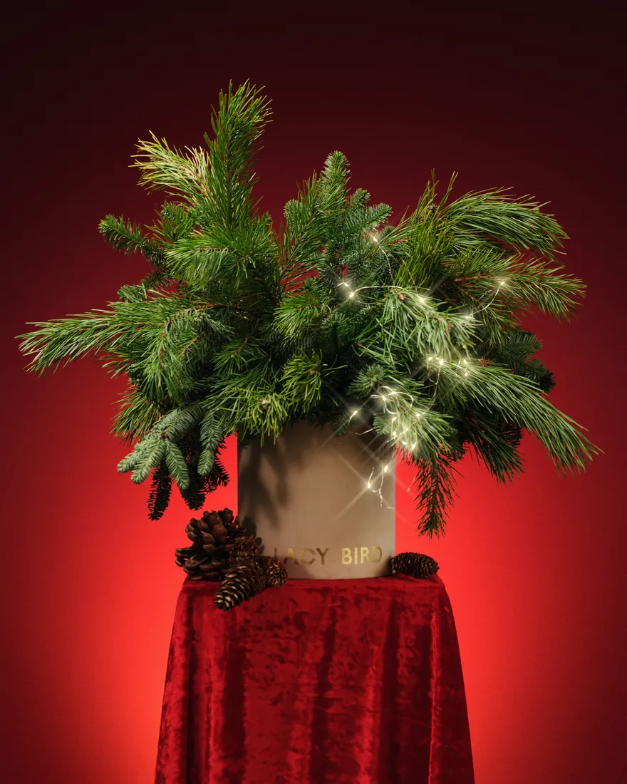 Coniferous arrangement in a hatbox
