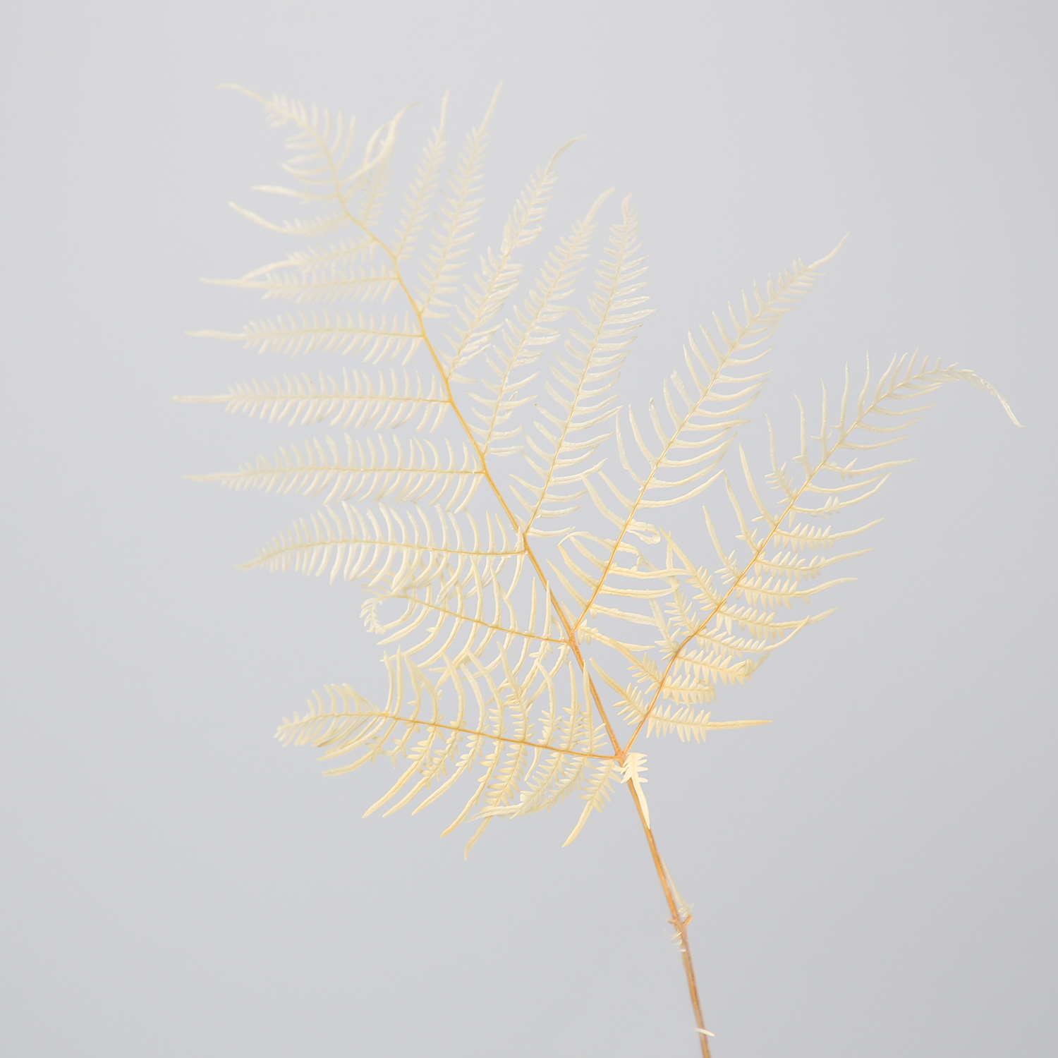 Dicranopteris fern