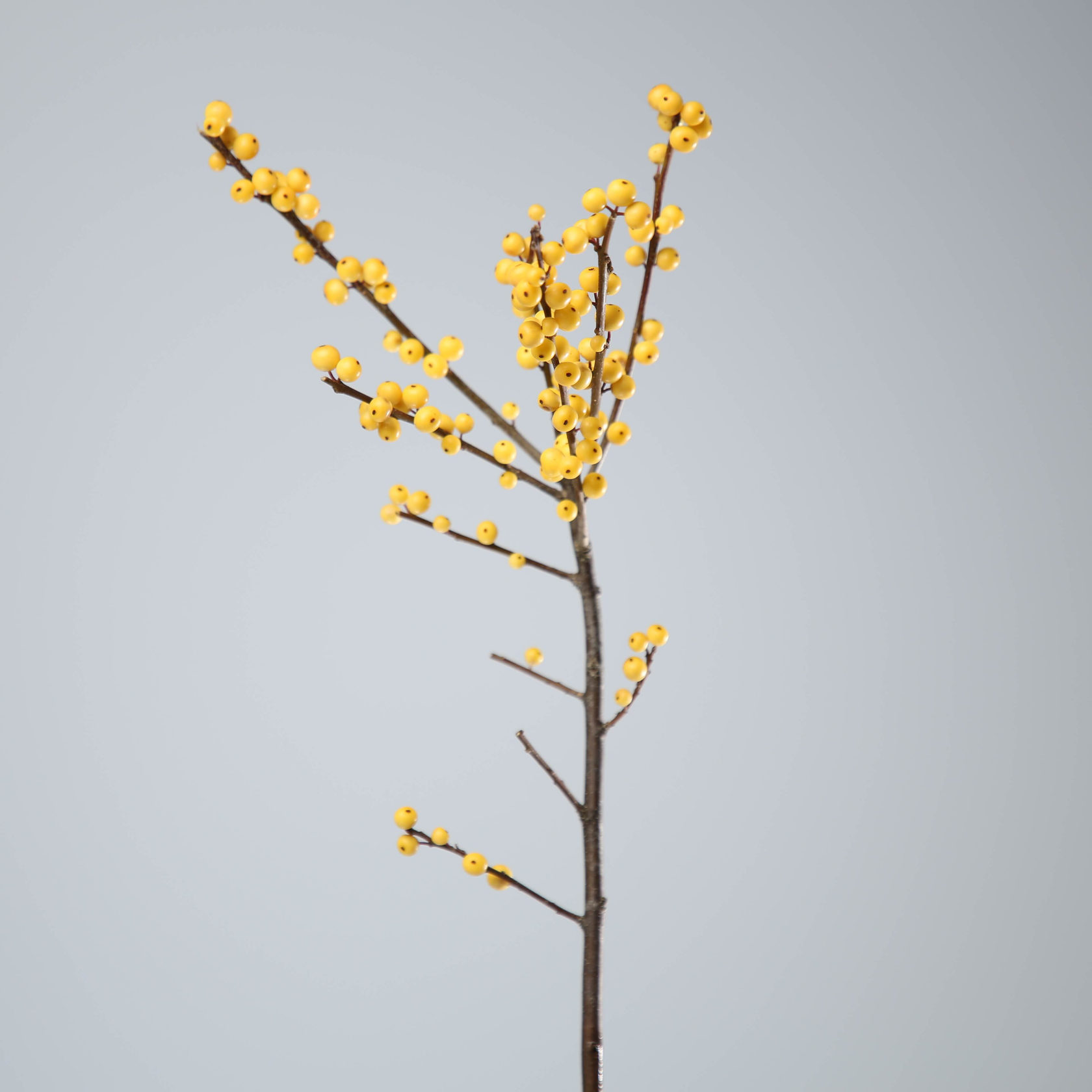 Ilex (winter berry)