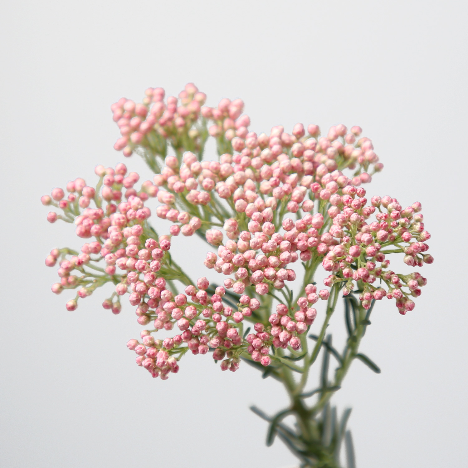 Ozothamnus (rice flower)