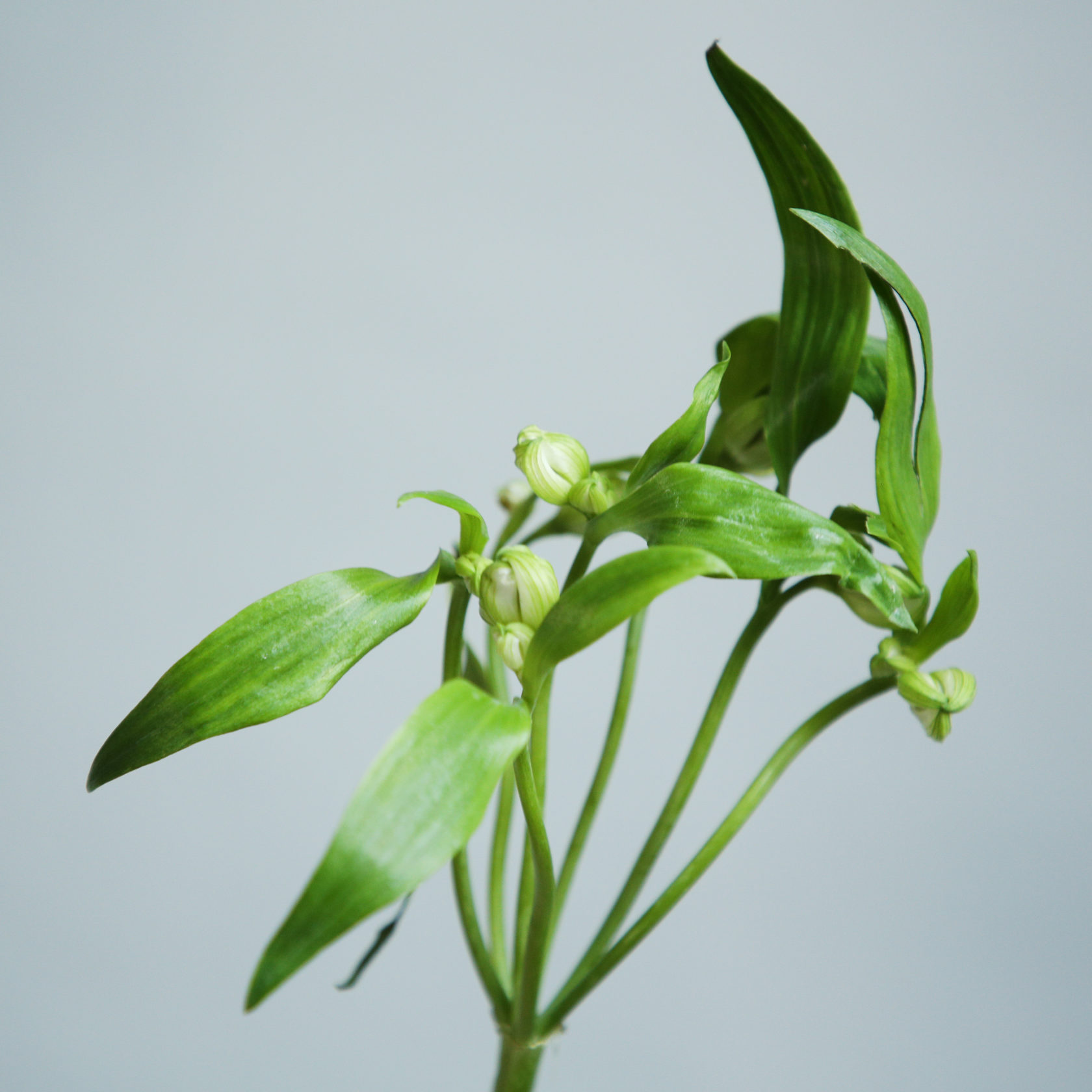 Alstroemeria