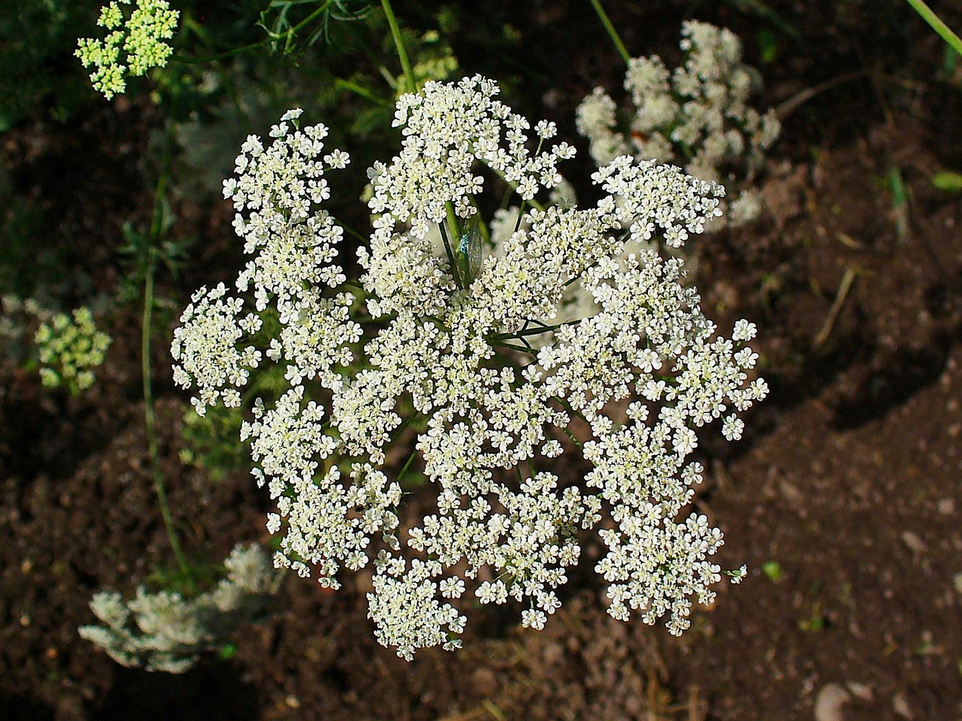 Ammi