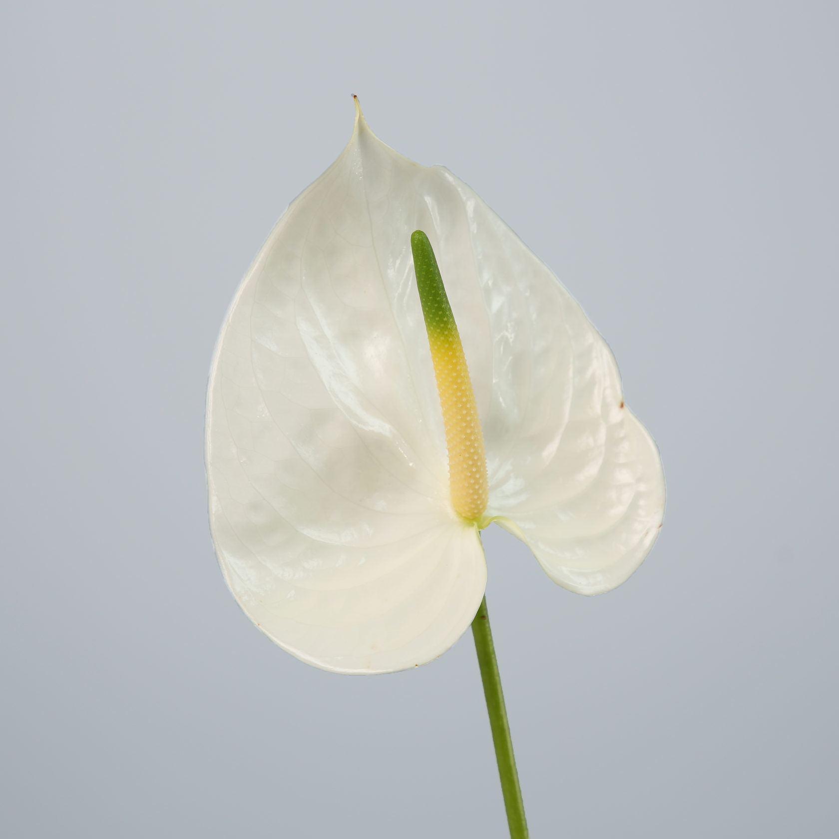 Anthurium