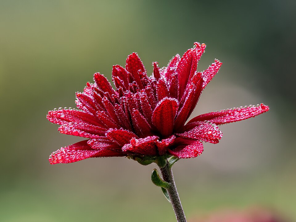 Chrysanthemum
