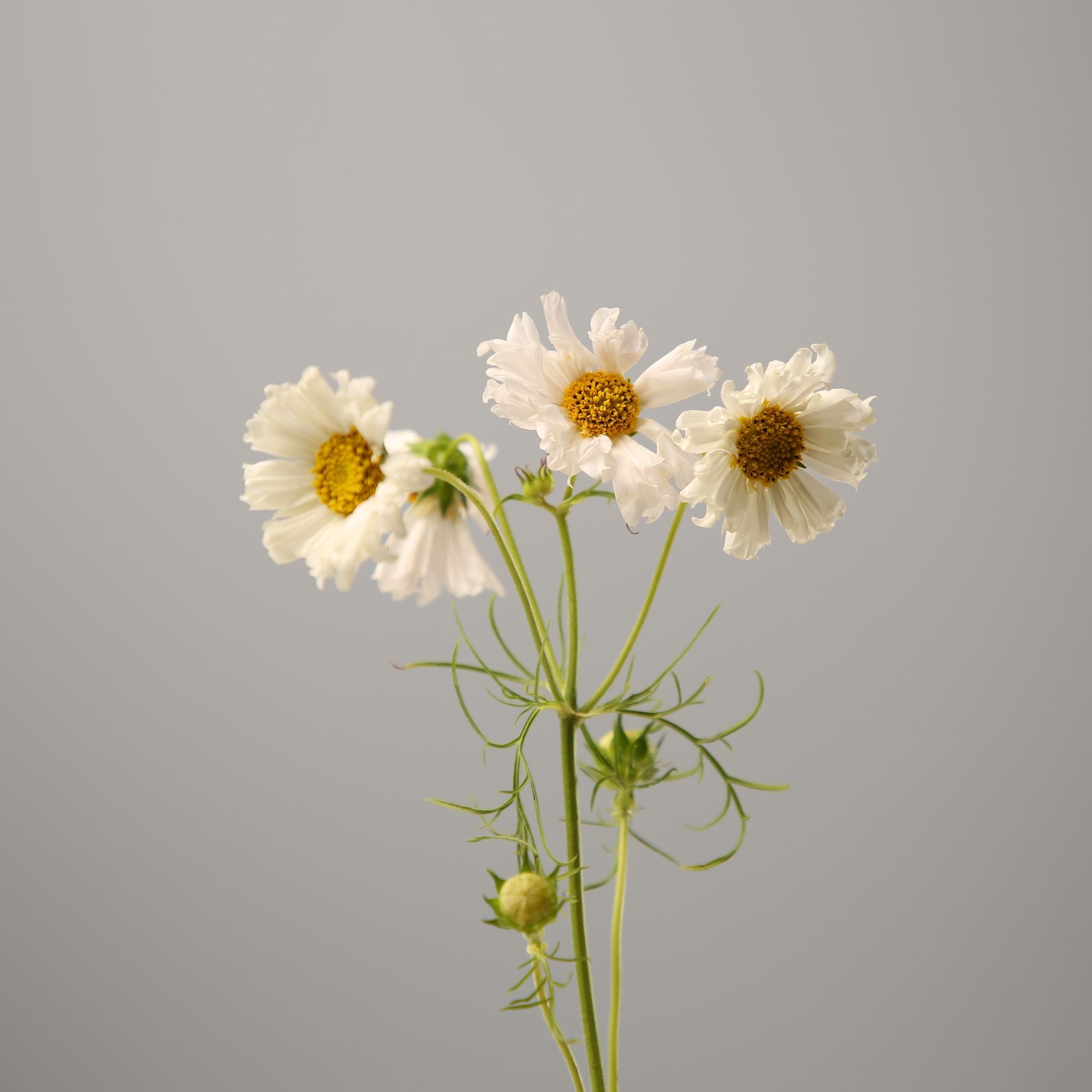 Cosmos