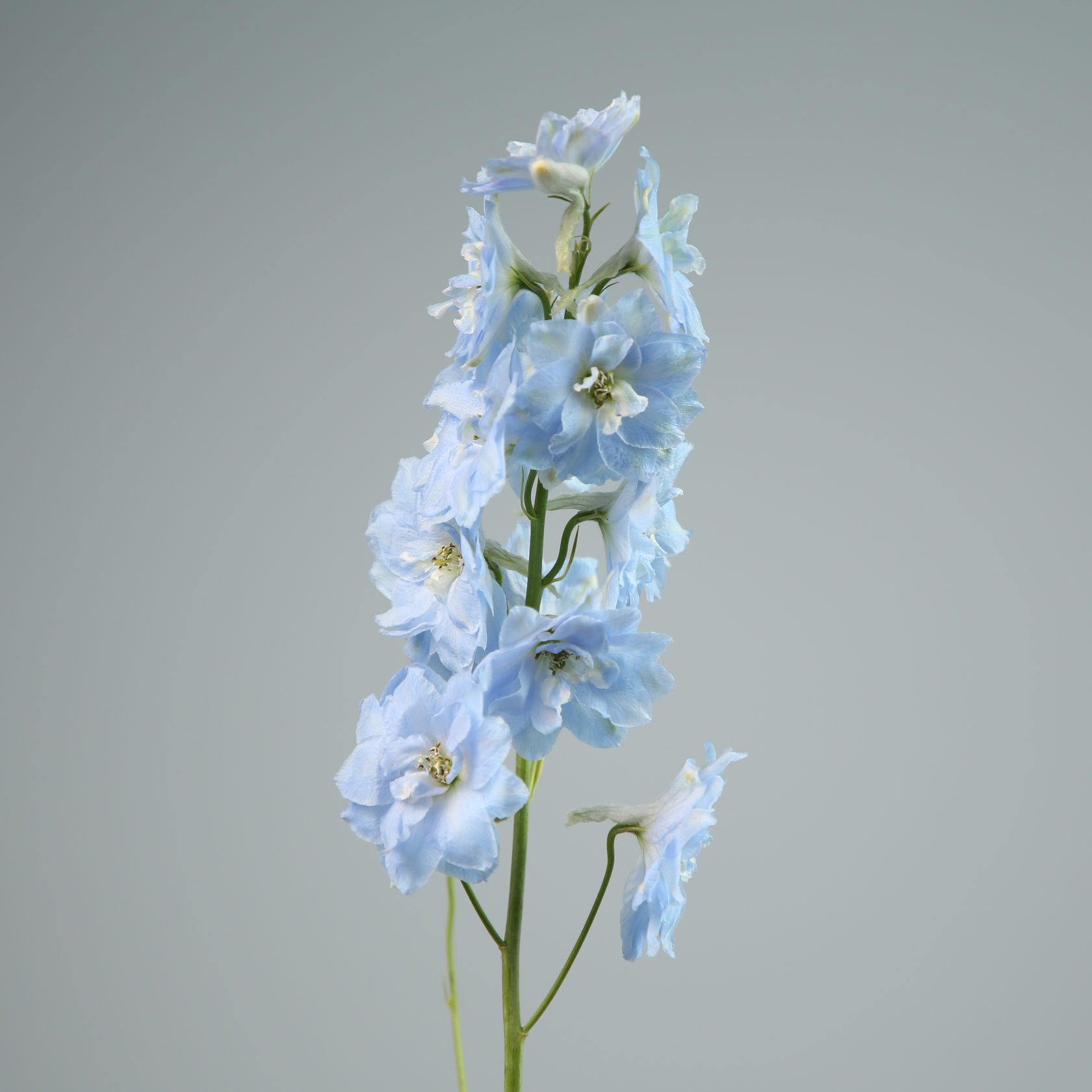 Delphinium