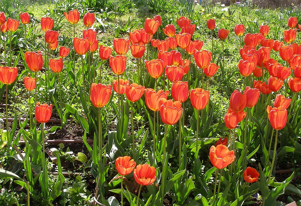 Double tulip
