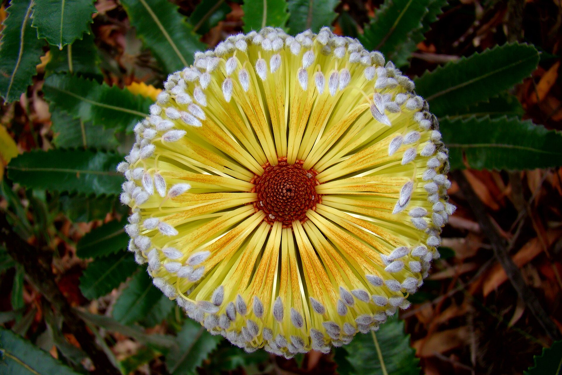 Banksia