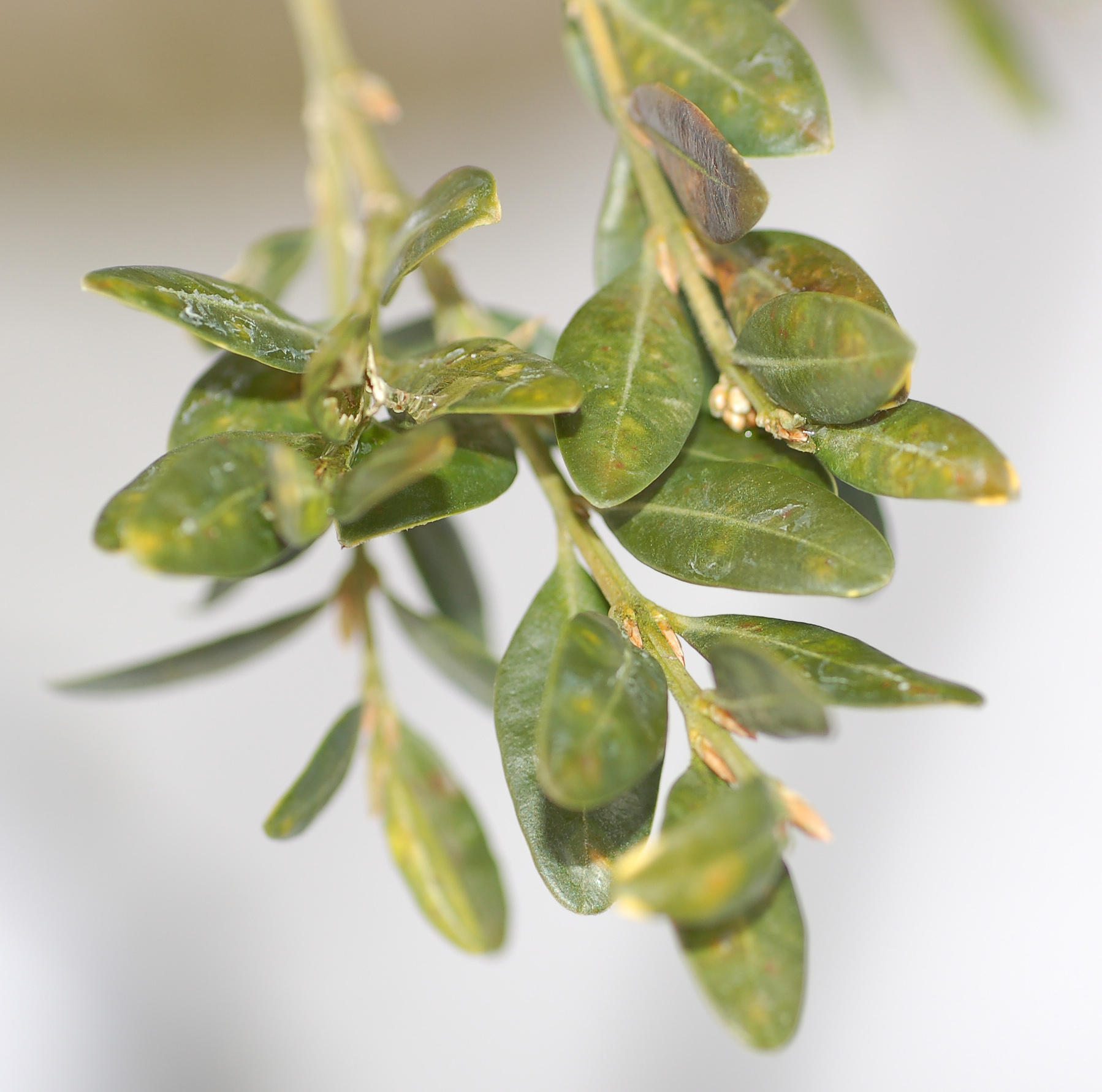 Boxwood