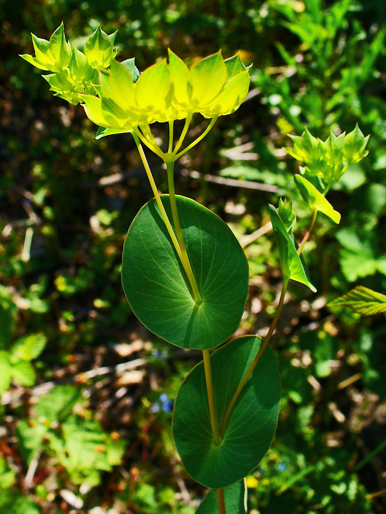 Bupleurum