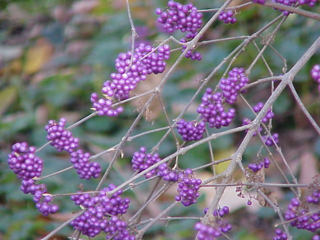 Beautyberry