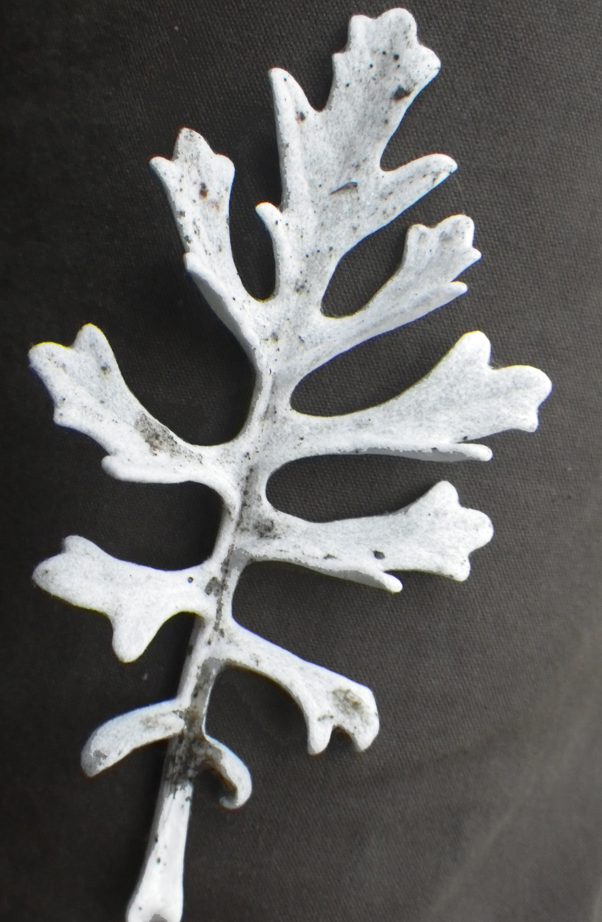 Dusty Miller