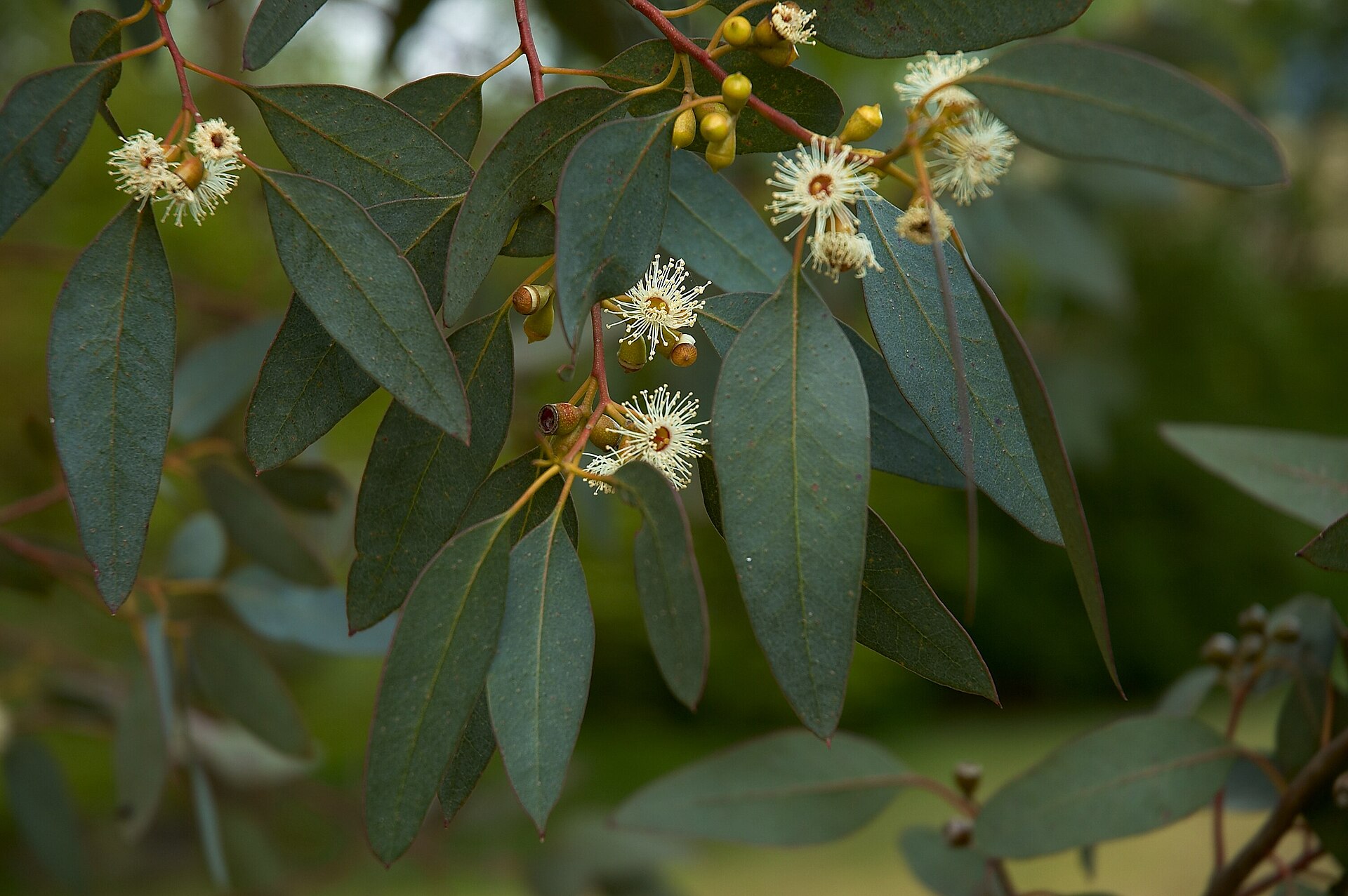 Eucalyptus Gunnii