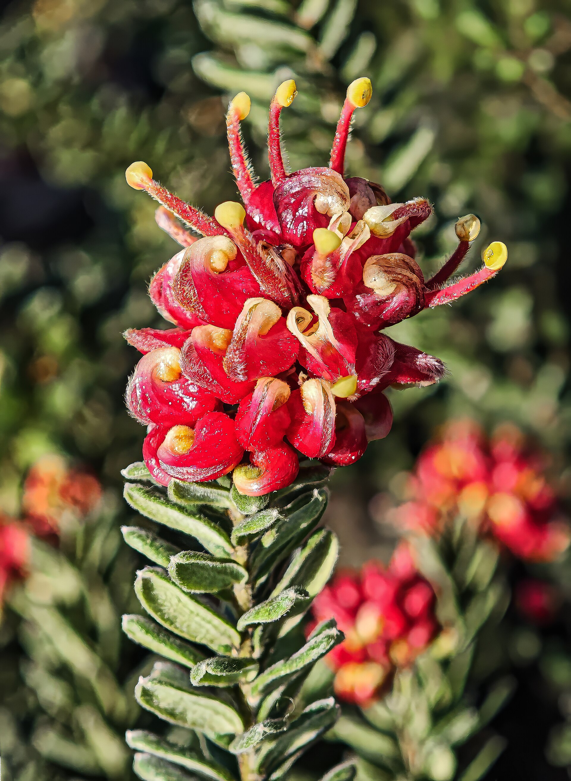 Grevillea