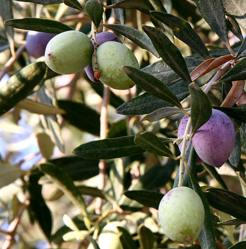 Olive Branch