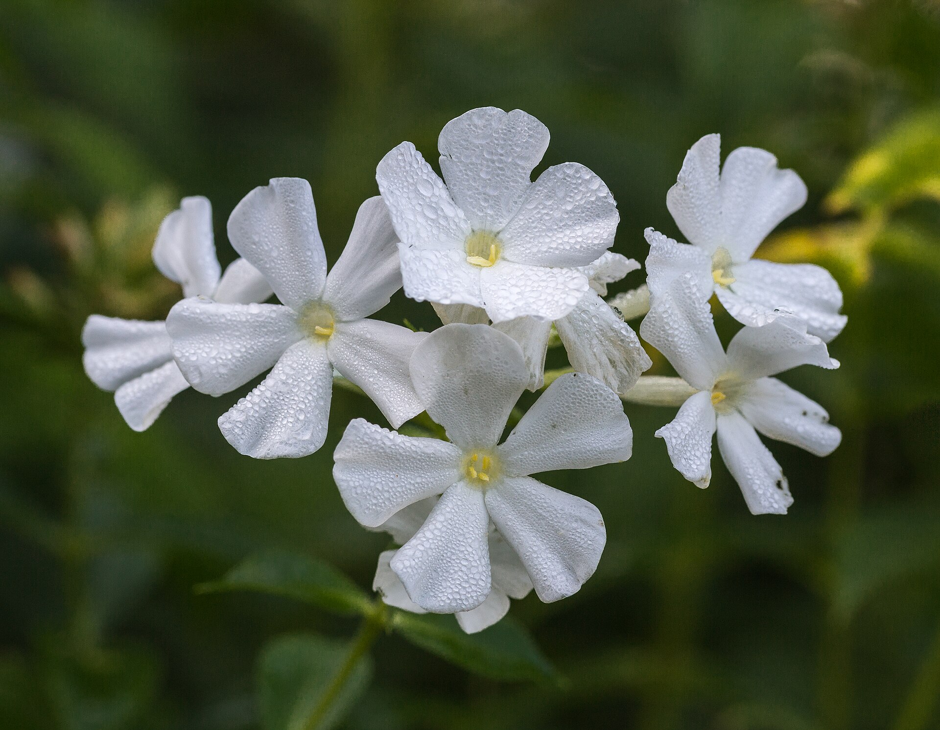 Phlox