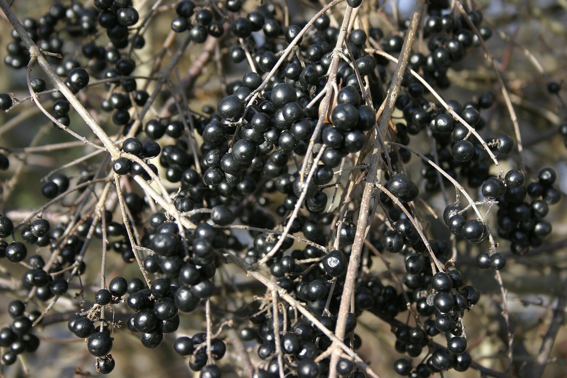 Privet Berry