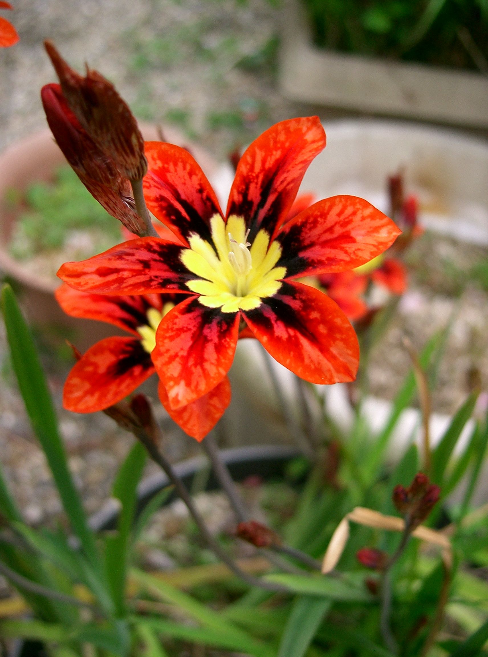 Harlequin Flower