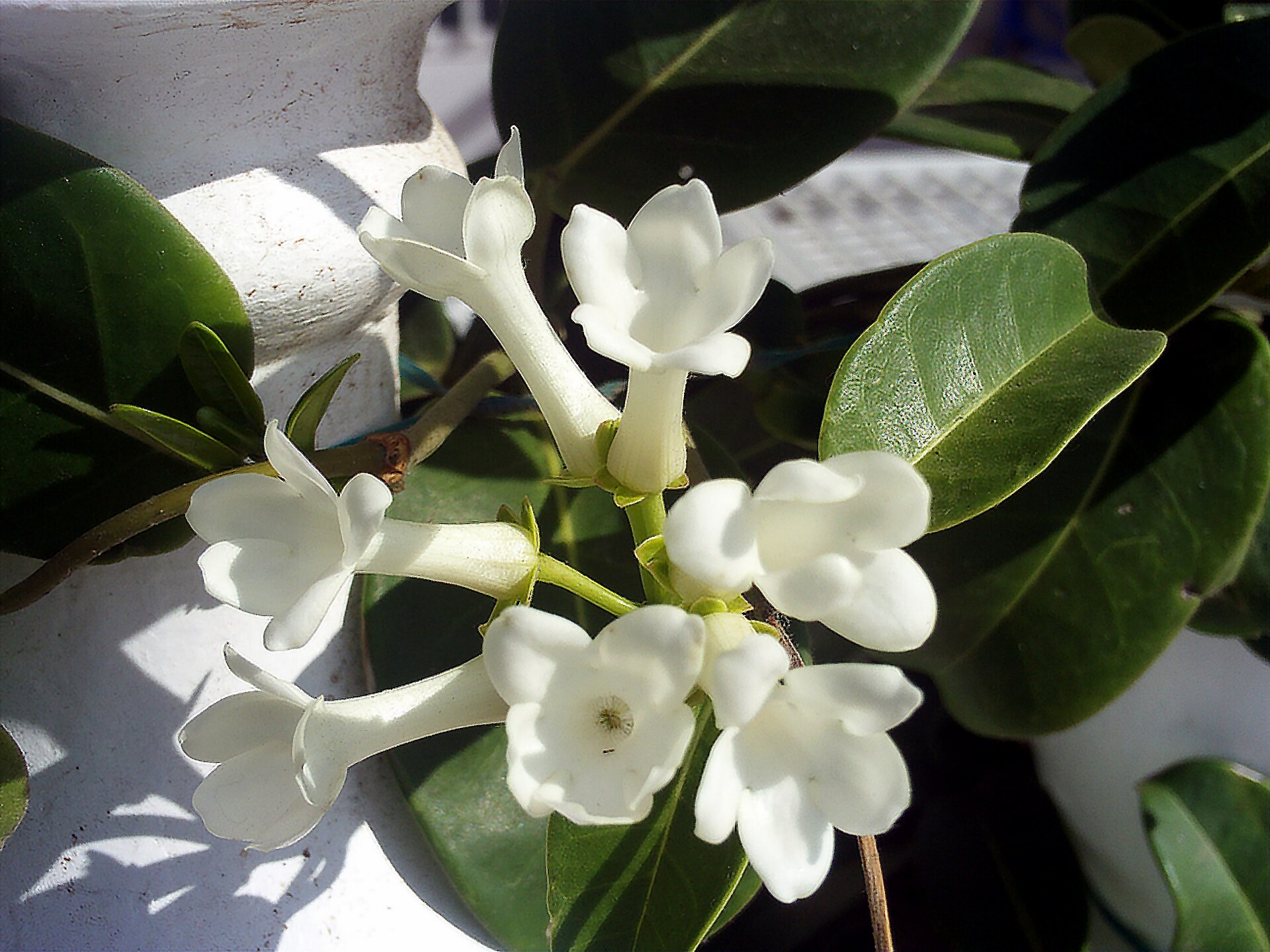 Stephanotis