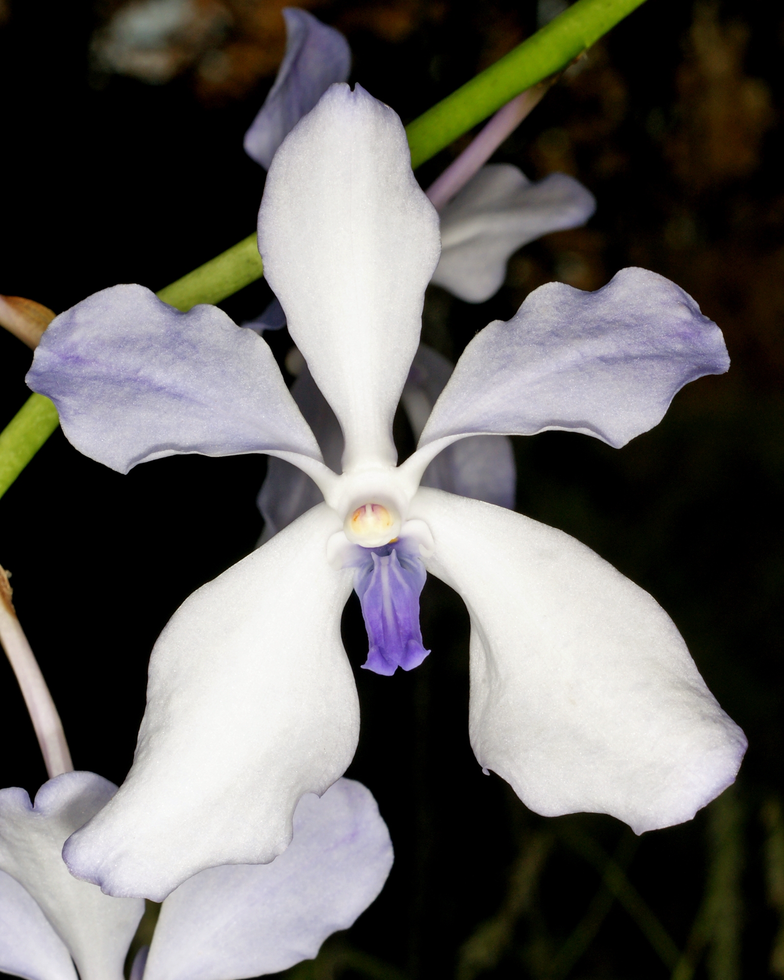 Vanda Orchid