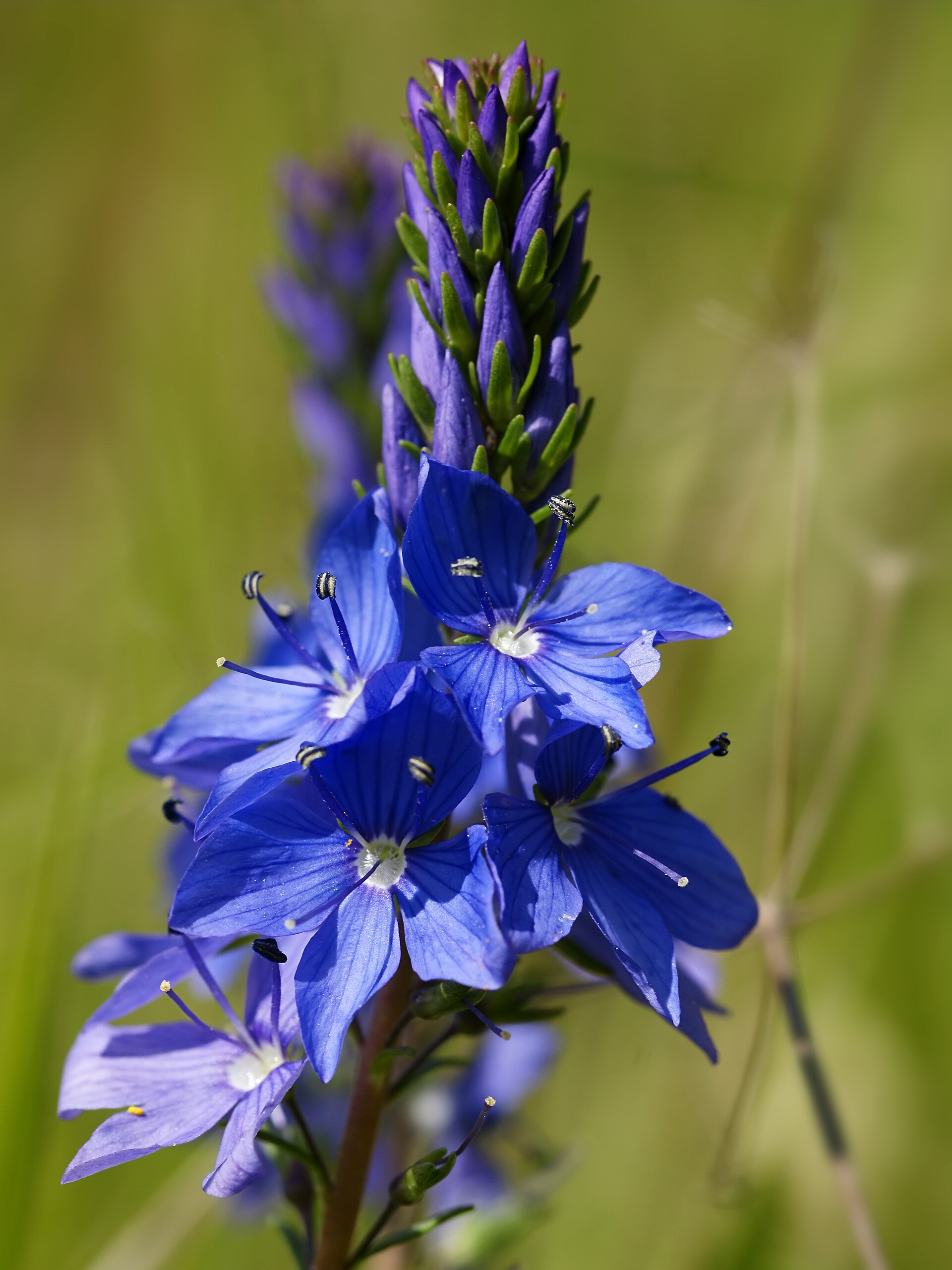 Veronica