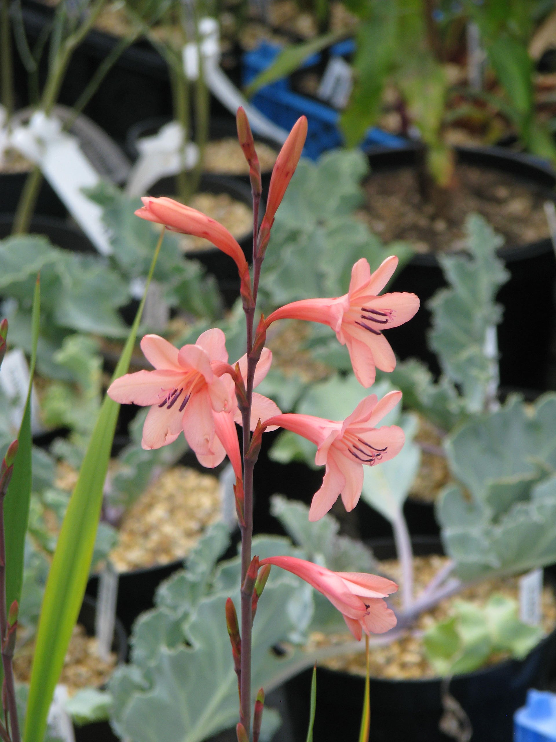 Bugle Lily