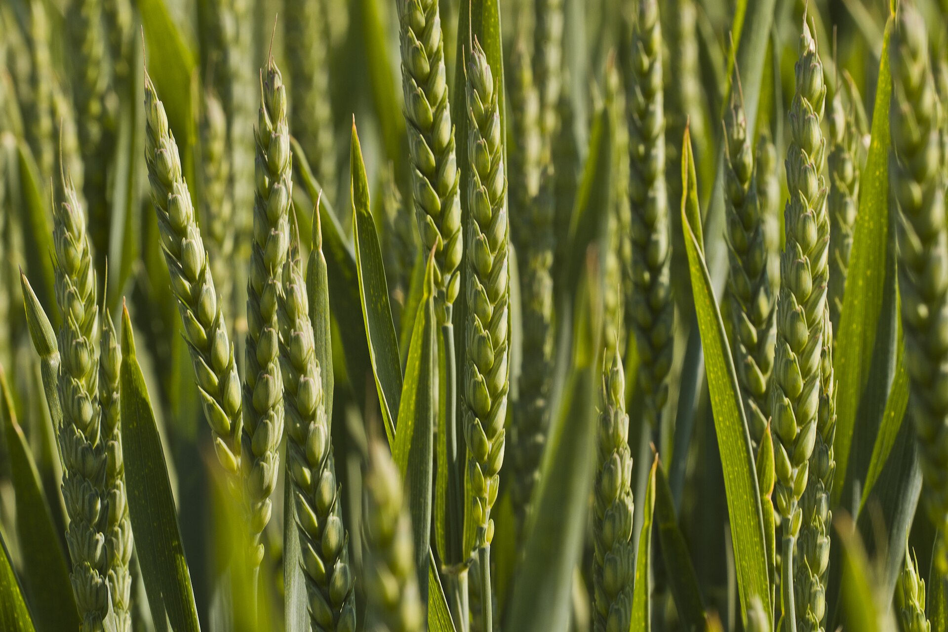 Wheat