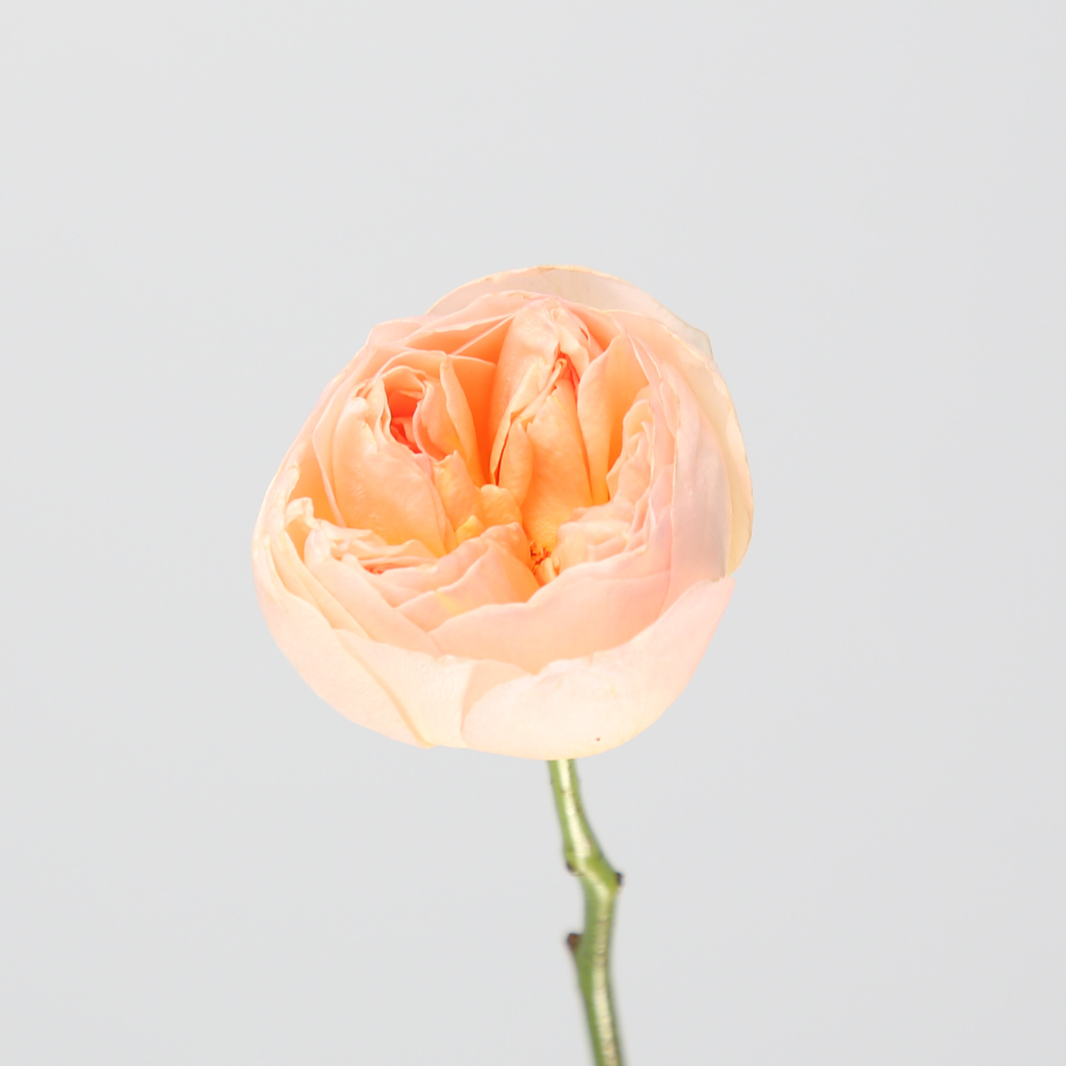 Garden rose