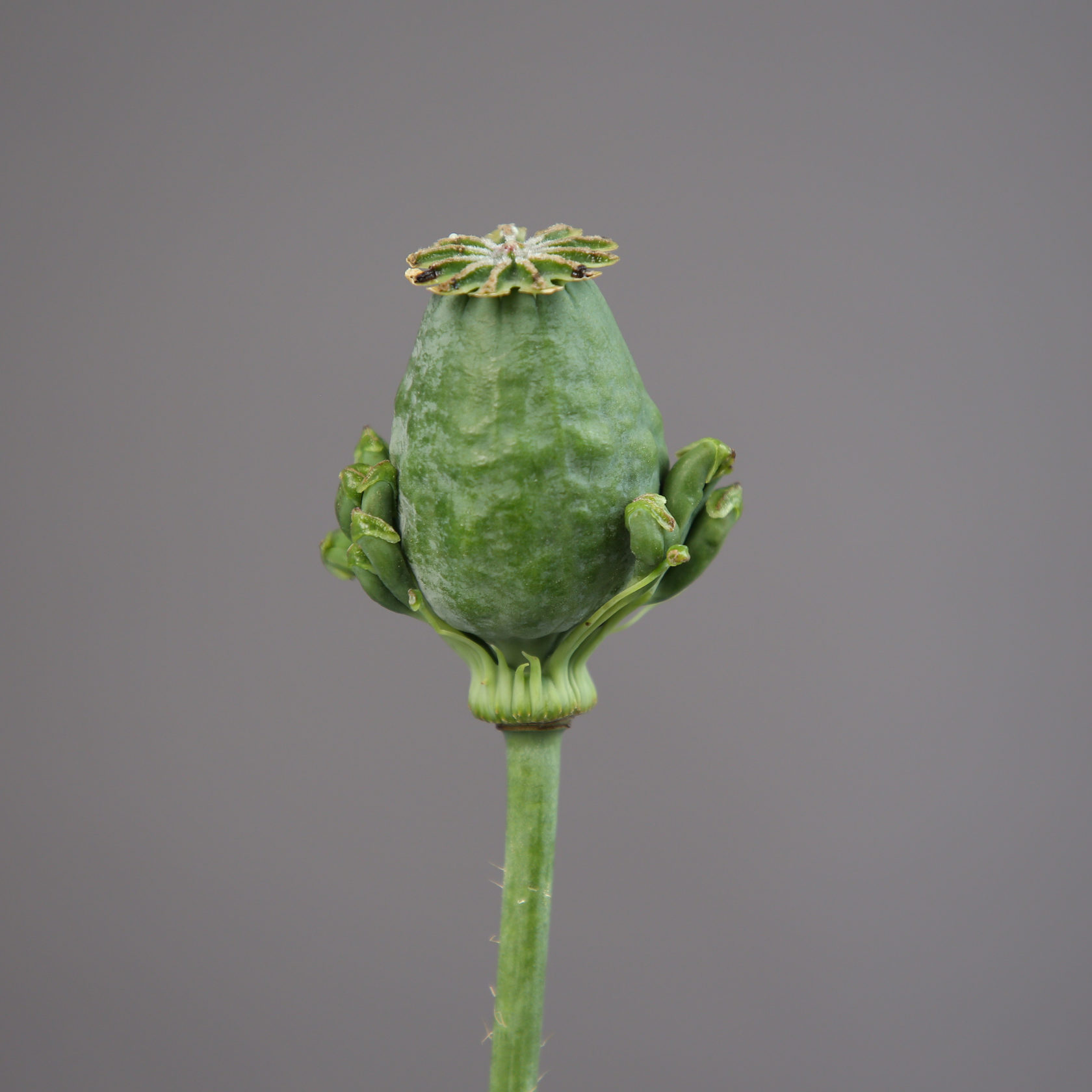 Poppy