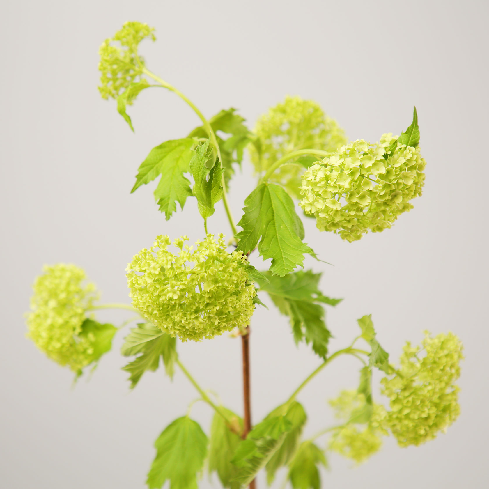 Viburnum